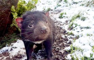 Snow Devil