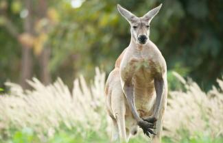 eastern grey Kangaroo