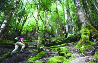 Tarkine rainforest