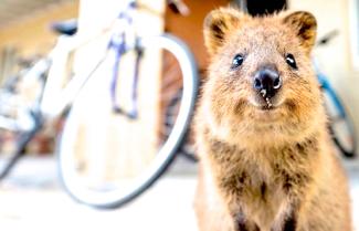 Rottnest Islands