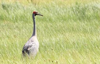 Brolga