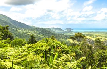 DainTree Rainforest