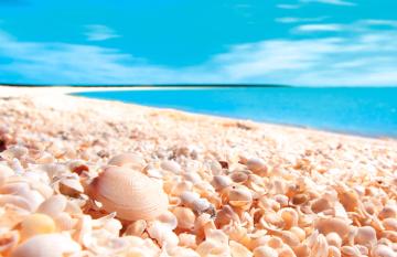 Shell Beach
