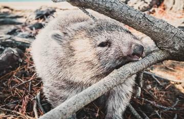 Wombat chews stick