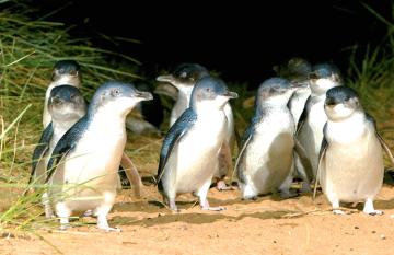 Penguins