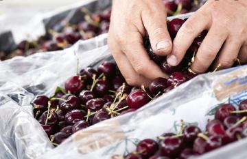 buying cherries at the Tasmania farmers market