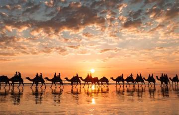 Camels at sunset on Cable Beach