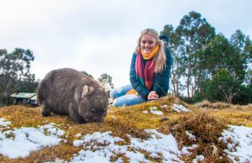 Wombat in the snow