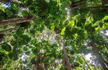 Daintree rainforest canopy